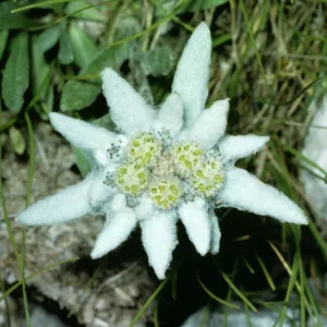 Edelweiss JLM 10576 Leontopodium alpinum © John Mason / ARDEA LONDON