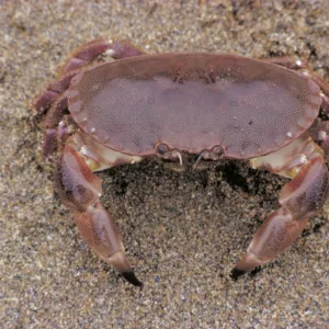 Edible Crab