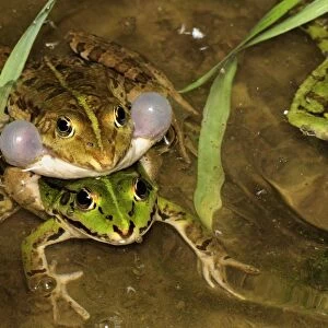 Edible Frog - amplexus - calling - Switzerland