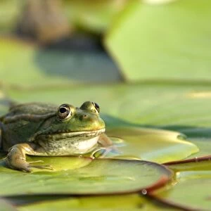 Edible frog - on lily pad. Vaucluse - PACA - France