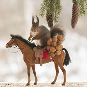 eekhoorn; Red Squirrel, Sciurus vulgaris sitting on an horse with wallnuts