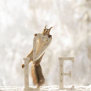 eekhoorn; Sciurus vulgaris, Red Squirrel hold a heart in the air with capitals