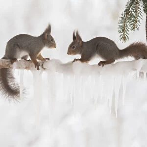 Eekhoorn; Sciurus vulgaris, Red Squirrel looking at each other on a icicle branch
