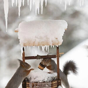 Eekhoorn; Sciurus vulgaris, Red Squirrel stand with a water well with icicles