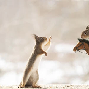 Eekhoorn; Sciurus vulgaris, Red Squirrel standing on a horse and a pinecone