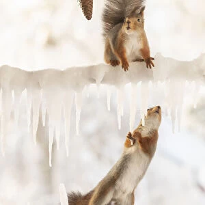 Eekhoorn; Sciurus vulgaris, Red Squirrel standing on a ice branch another hold icicles looking up