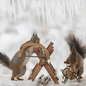 Eekhoorn; Sciurus vulgaris, Red Squirrel are standing with an saw and a saw block on ice