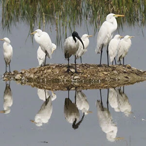 Egrets & Ibis refections Egretta sp Rajasthan, India BI032056