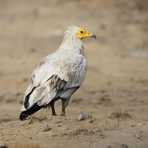 Egyptian Vulture Neophron percnopterus Rajasthan, India BI031979
