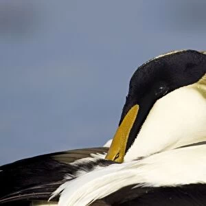 Eider - close up side view of male resting - March - Bamburgh - England