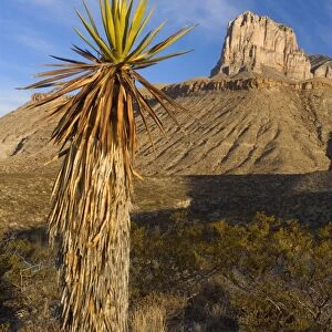 El Capitan - El Capitan's limestone promontory and a big yucca early in the morning - Guadalupe Mountains National Park, Texas, USA