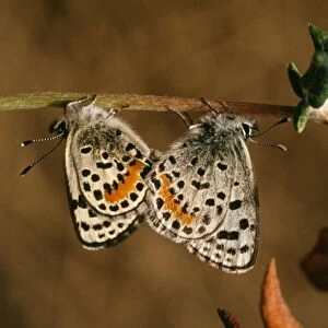 El Segundo Blue Butterfly - pair mating