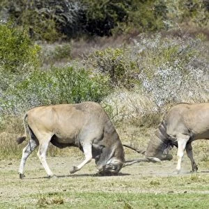 Eland - bulls fights - horn tangling. Andries Vosloo Kudu Reserve - nr Grahamstown - Eastern Cape - South Africa. (latin also Taurotragus oryx)