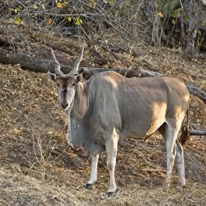 Eland - standing on bank of dry river - Mashatu Game Reserve - Botswana