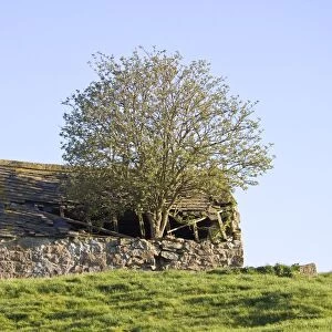 Elder Tree Growing through roof of stone barn Peak District Derbyshire UK