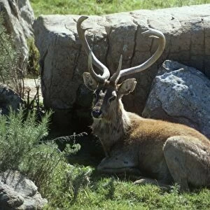 Eld's Deer /Brow-antlered Deer / Thamin - male, lying down