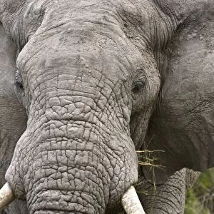 Elephant - Close up of head with food - Okavango - Botswana