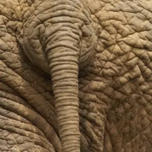 Elephant - Close up rear view of African Elephant showing closely spaced tail rings and skin texture, Addo Elephant National Park, Eastern Cape, South Africa Elephant - Close up rear view of African Elephant showing closely spaced tail rings and skin texture, Addo Elephant National Park, Eastern Cape, South Africa