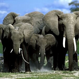 Elephant herd. Aboseli National Park - Kenya - Africa