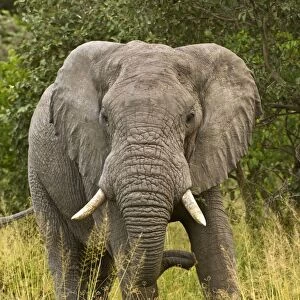 Elephant - From front - Okavango - Botswana