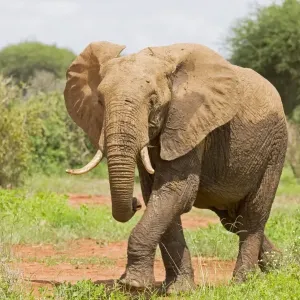 Elephant - Tsavo East National Park Kenya Elephant - Tsavo East National Park Kenya