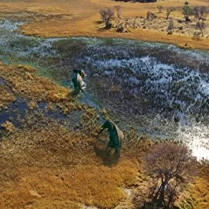 Elephants - aerial view CRH 911 M Crossing flooded plain Okavango, Botswana Loxodonta africana © Chris Harvey / ardea. com