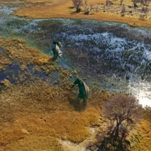 Elephants - aerial view CRH 911 M Crossing flooded plain Okavango, Botswana Loxodonta africana &copy; Chris Harvey / ardea. com