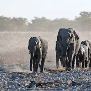 Elephants - group approaching water hole - Etosha National Park - Namibia