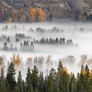 Elevated view of aspen and cottonwood trees in morning mist along Snake River, Grand Teton National Park, Wyoming Date: 30-09-2021