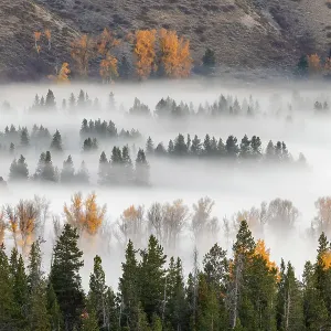Elevated view of aspen and cottonwood trees in morning mist along Snake River, Grand Teton National Park, Wyoming Date: 30-09-2021 Elevated view of aspen and cottonwood trees in morning mist along Snake River, Grand Teton National Park, Wyoming Date: 30-09-2021