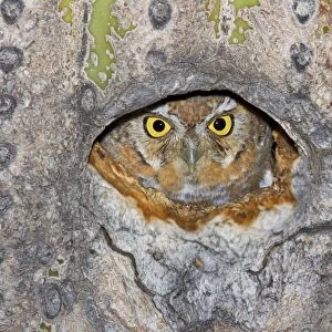 Elf Owl - In nest cavity in saguaro - Carnegiea gigantea Southeast Arizona - March - USA
