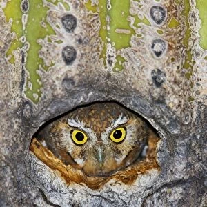 Elf Owl - in nest cavity in Saguaro (Carnegiea gigantea) Southeast Arizona in March. USA