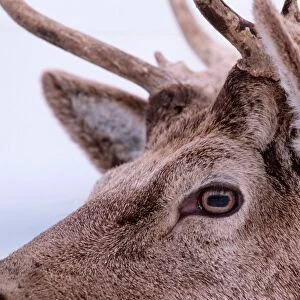 Elk / red deer / Wapiti. Europe