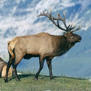 Elk / Wapiti Jasper National Park, Canada
