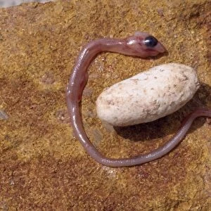 Embryonic Snake - & egg