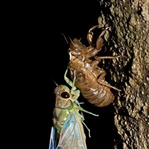 Emerald Cicada - Costa Rica - recently emerged adult showing exoskeleton
