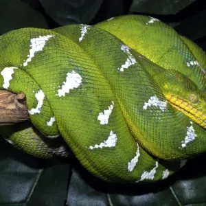 Emerald Tree Boa - Amazon forests Emerald Tree Boa - Amazon forests