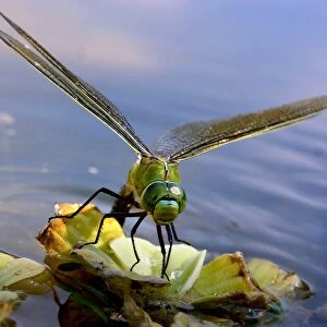 Emperor Dragonfly - female laying eggs Aubignan, Provence, PACA, France