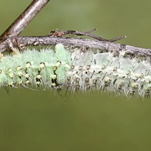 Emperor Moth - caterpillar moulting