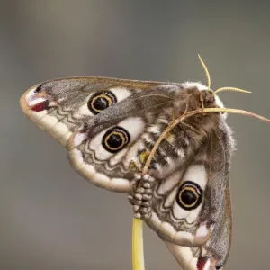 Emperor Moth - female with eggs - UK Emperor Moth - female with eggs - UK