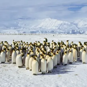 Emperor Penguin Emperor Penguin