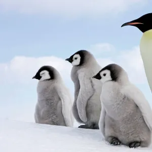 Collections: Penguins