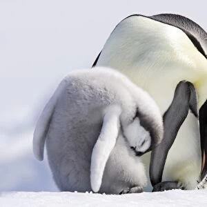 Emperor Penguin - adult and chick sleeping. Snow hill island - Antarctica Aptenodytes forsteri