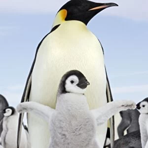 Emperor Penguin - adult with chick stretching wings. Snow hill island - Antarctica