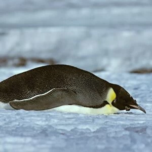 Emperor Penguin -Adult finishing its moult (February), in tobagganing pose - Cape Evans nr McMurdo Sound - Antarctica JPF20531