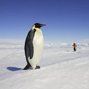 Emperor Penguin - adult in foreground with people behind. Snow hill island - Antarctica