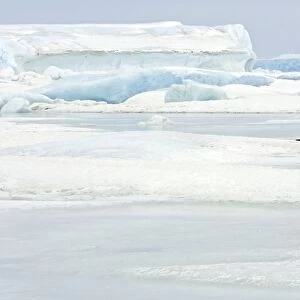 Emperor Penguin - adult on ice. Snow hill island - Antarctica