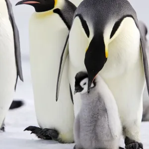 Emperor Penguin - adult preening chick. Snow hill island - Antarctica