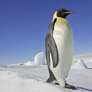 Emperor Penguin - adult. Snow hill island - Antarctica Emperor Penguin - adult. Snow hill island - Antarctica