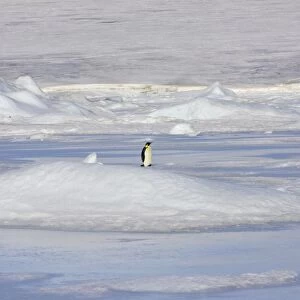 Emperor Penguin - adult standing alone on ice. Snow hill island - Antarctica